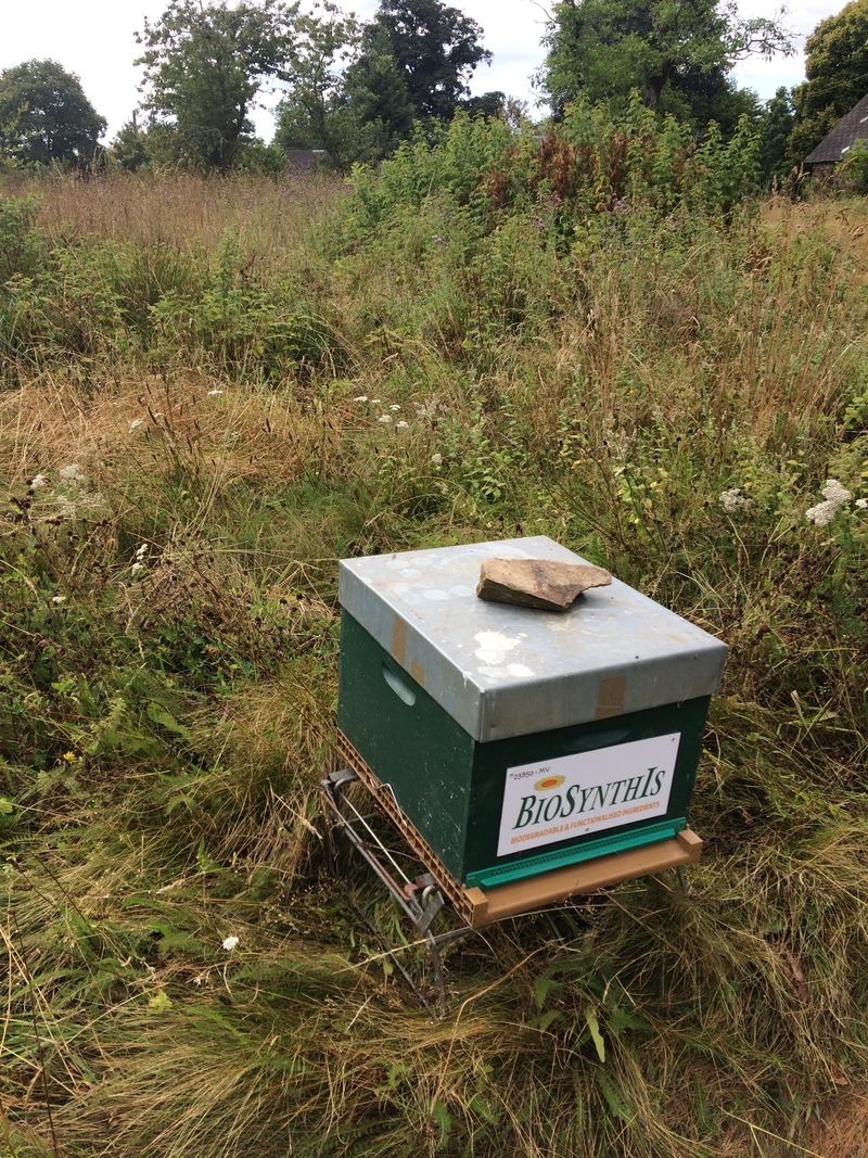 La ruche BIOSYNTHIS