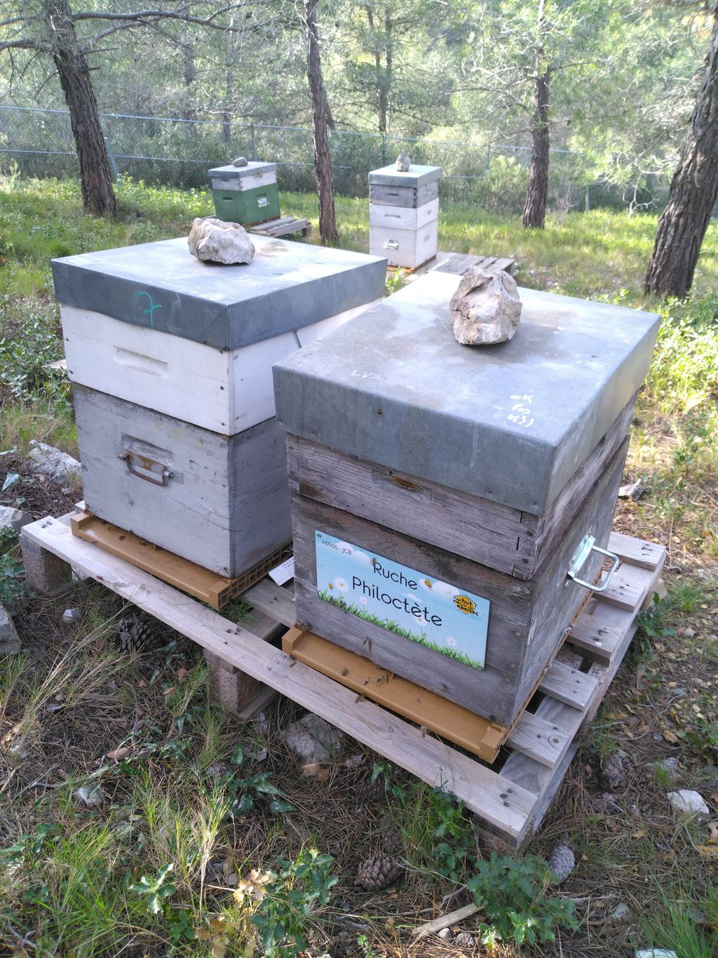 La ruche Philoctète