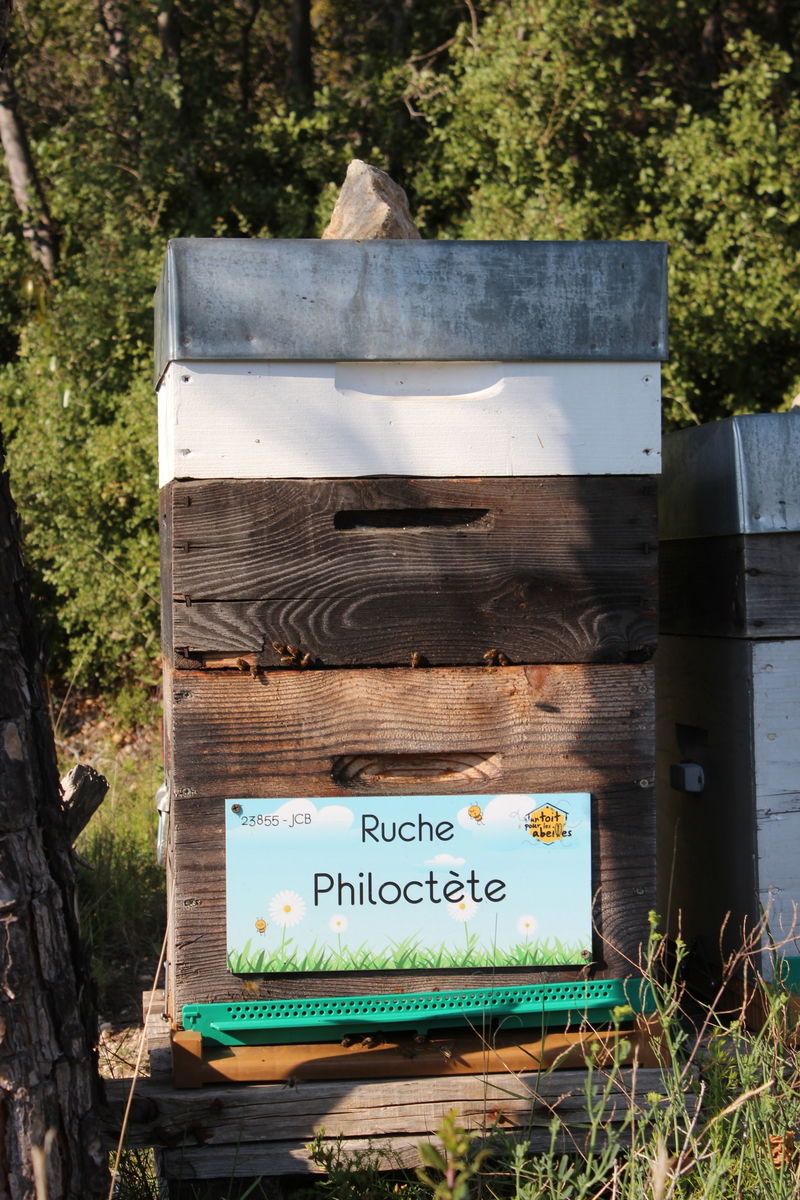 La ruche Philoctète