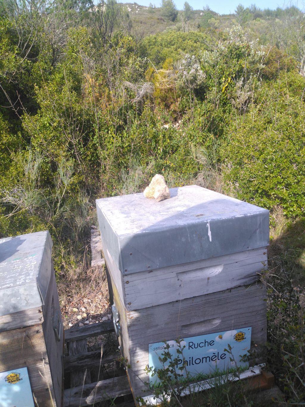 La ruche Philomèle