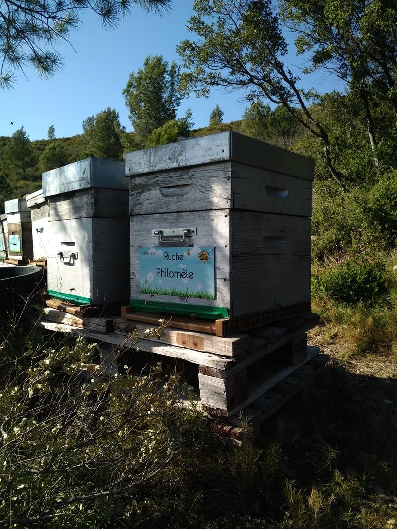 La ruche Philomèle