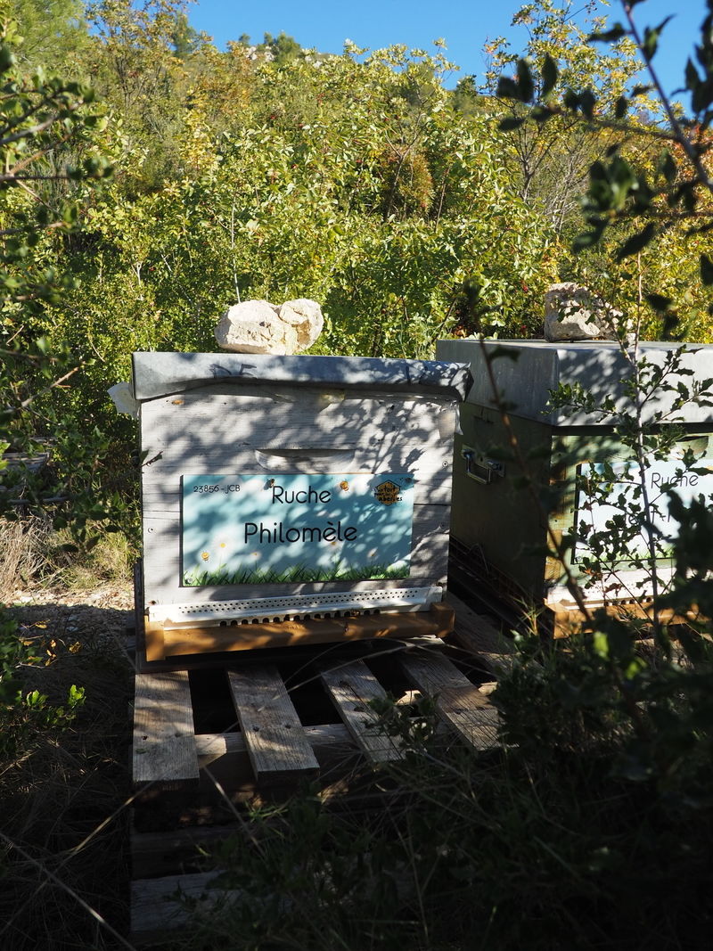 La ruche Philomèle