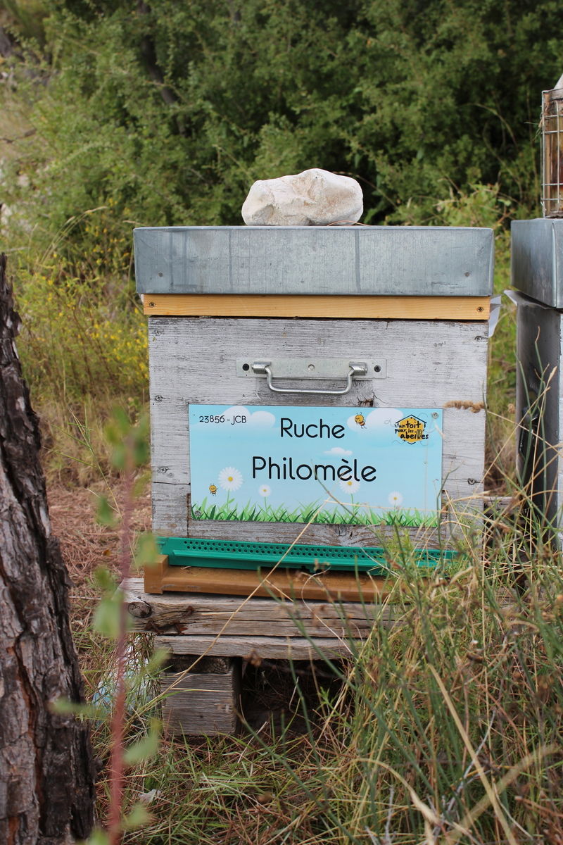 La ruche