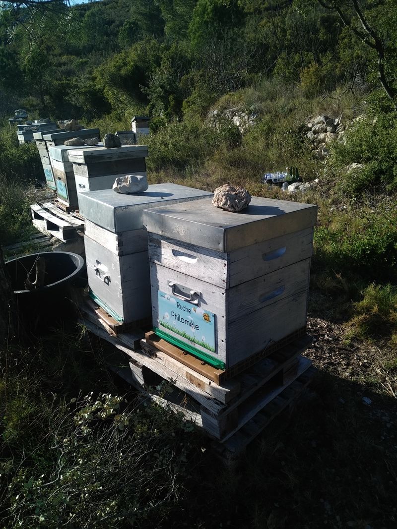 La ruche Philomèle