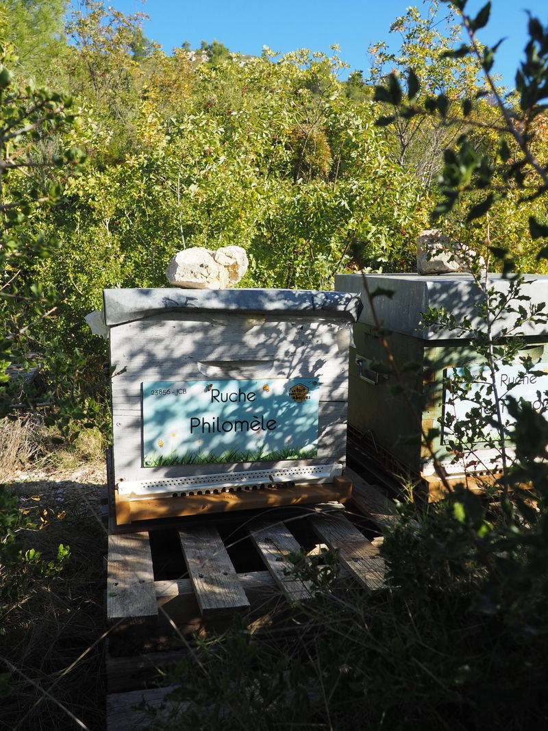 La ruche Philomèle