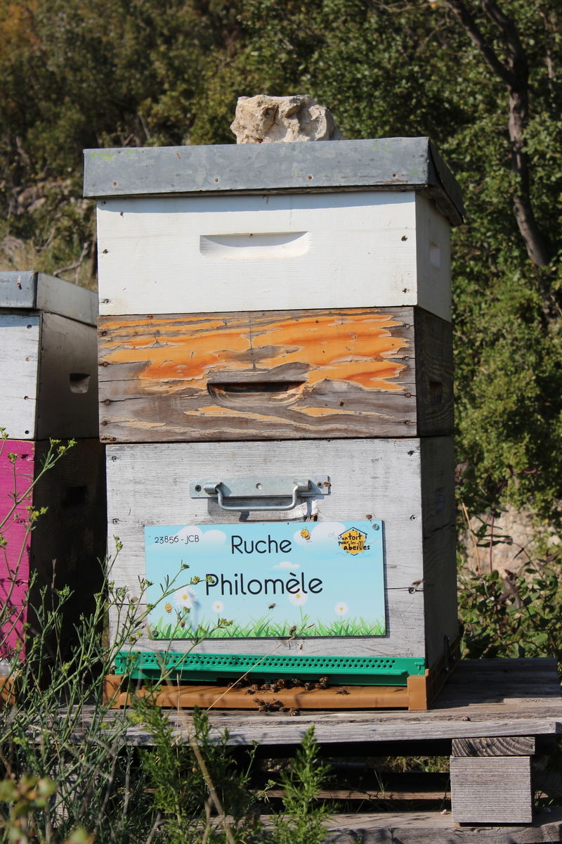 La ruche Philomèle