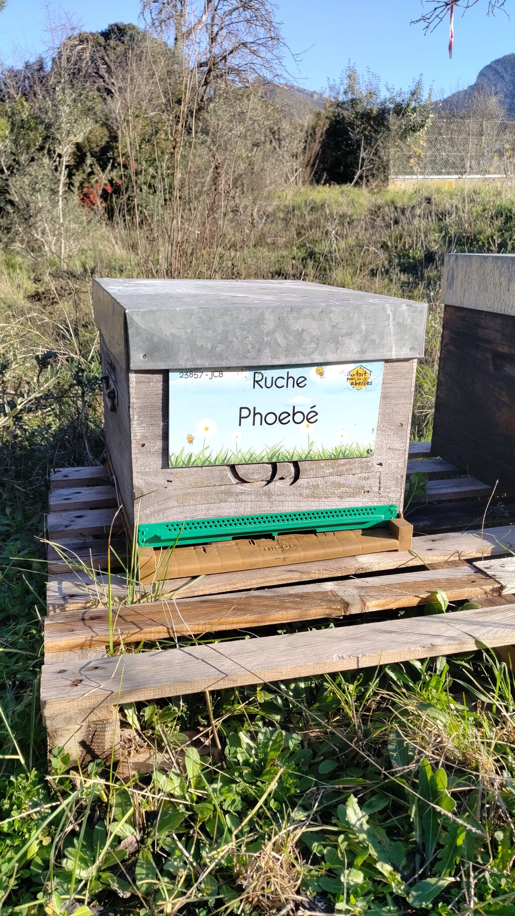 La ruche Phoebé