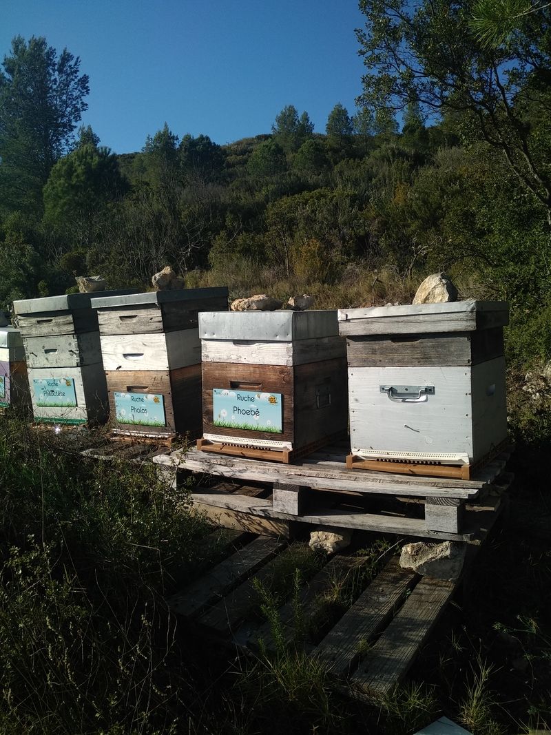 La ruche Phoebé