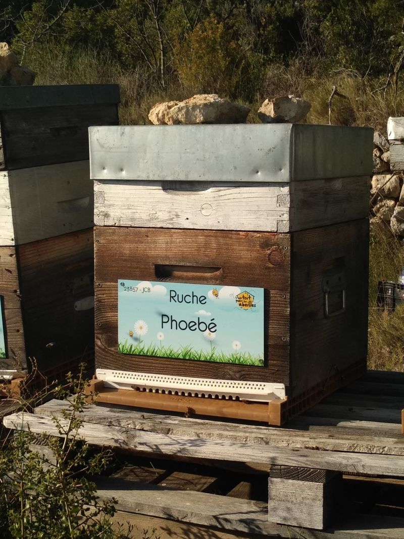 La ruche Phoebé