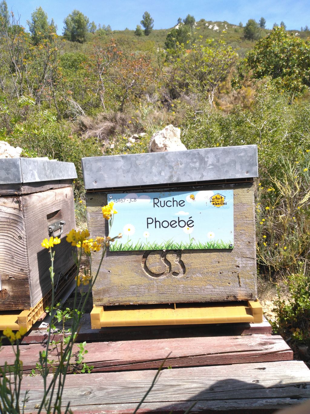 La ruche Phoebé