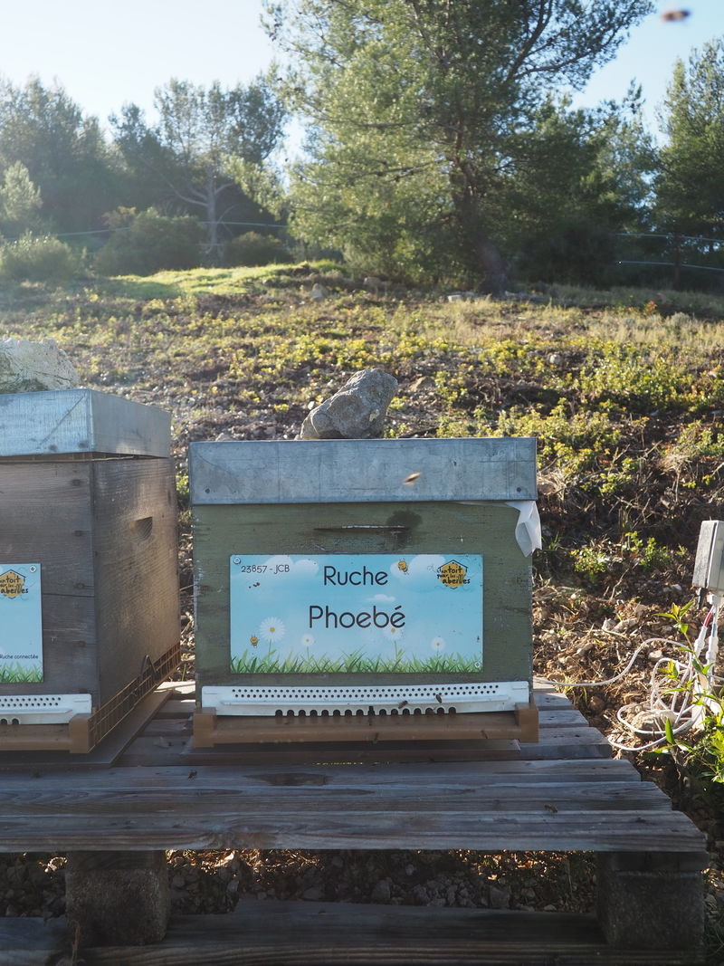 La ruche Phoebé