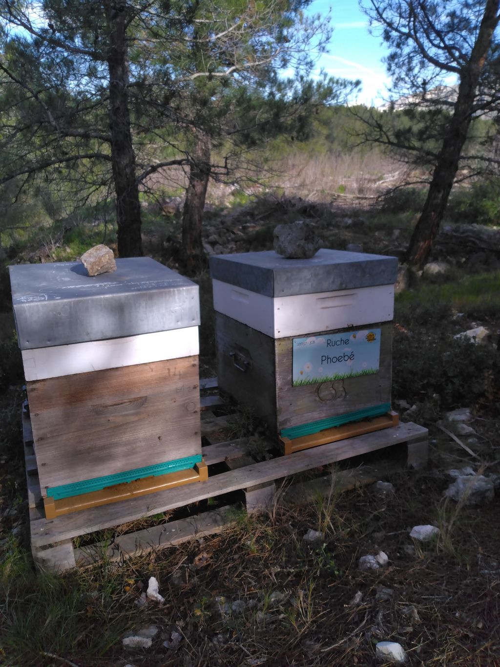 La ruche Phoebé