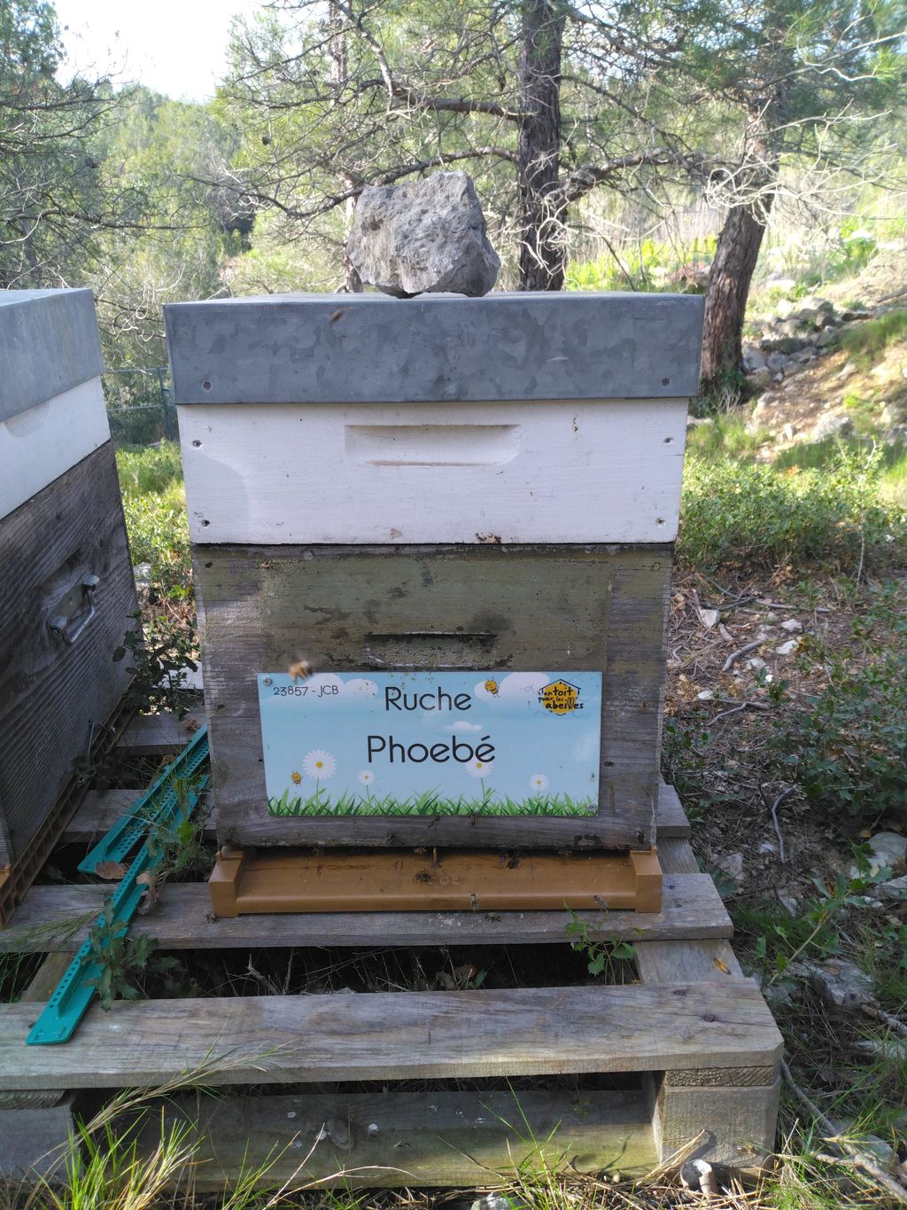 La ruche Phoebé