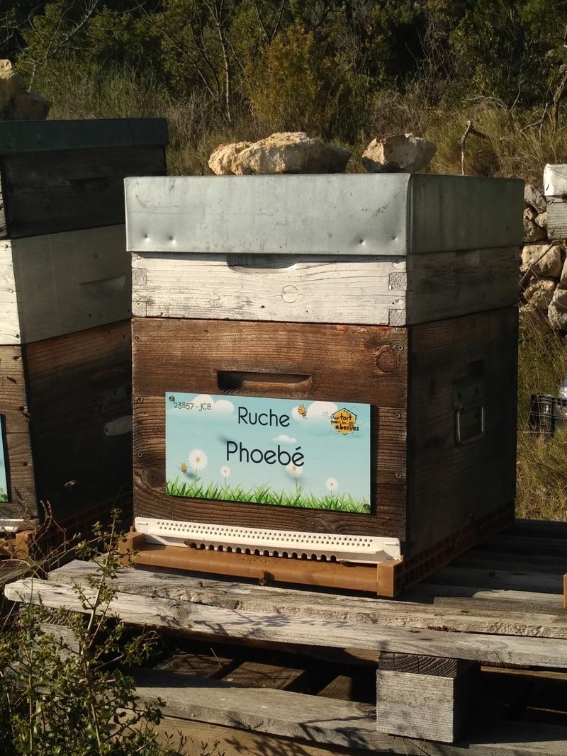 La ruche Phoebé