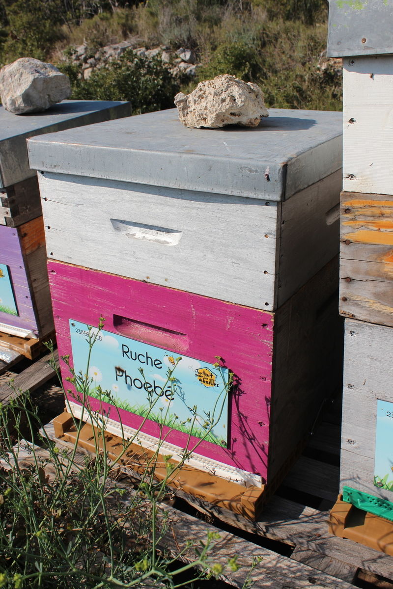 La ruche Phoebé