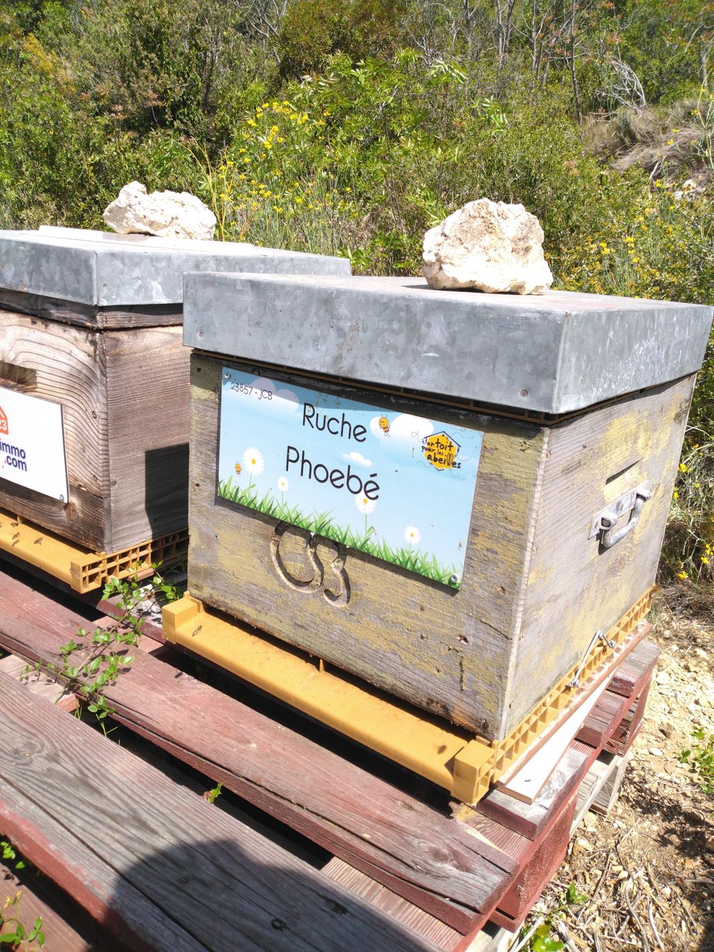 La ruche Phoebé