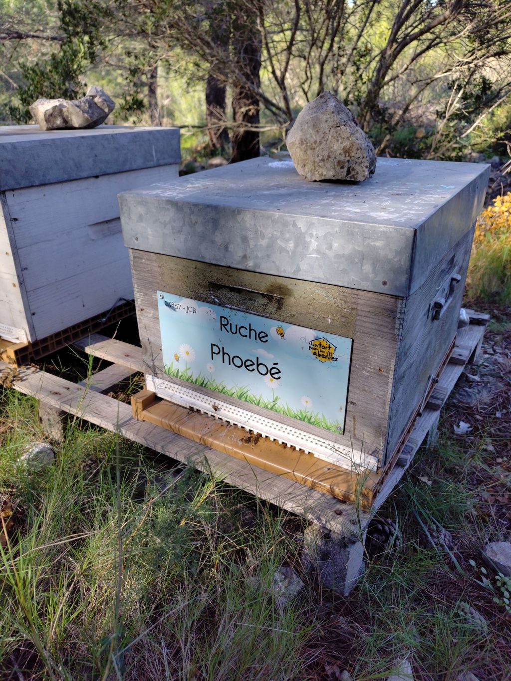 La ruche Phoebé