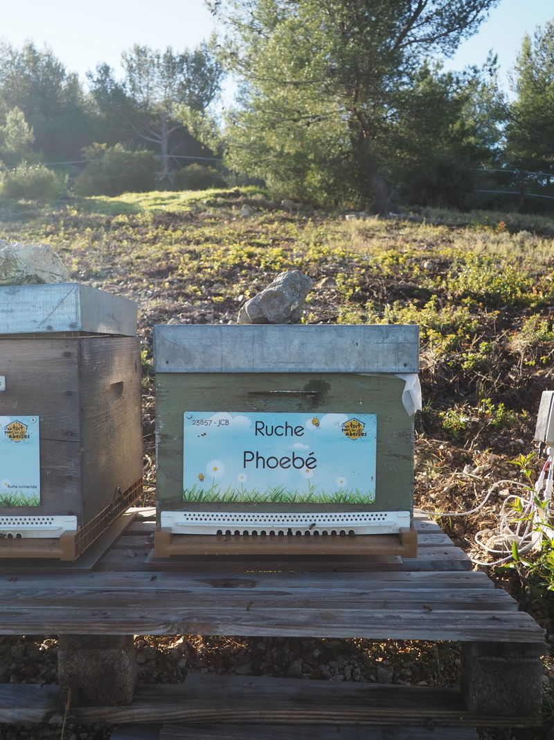 La ruche Phoebé
