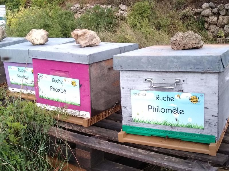 La ruche Phoebé