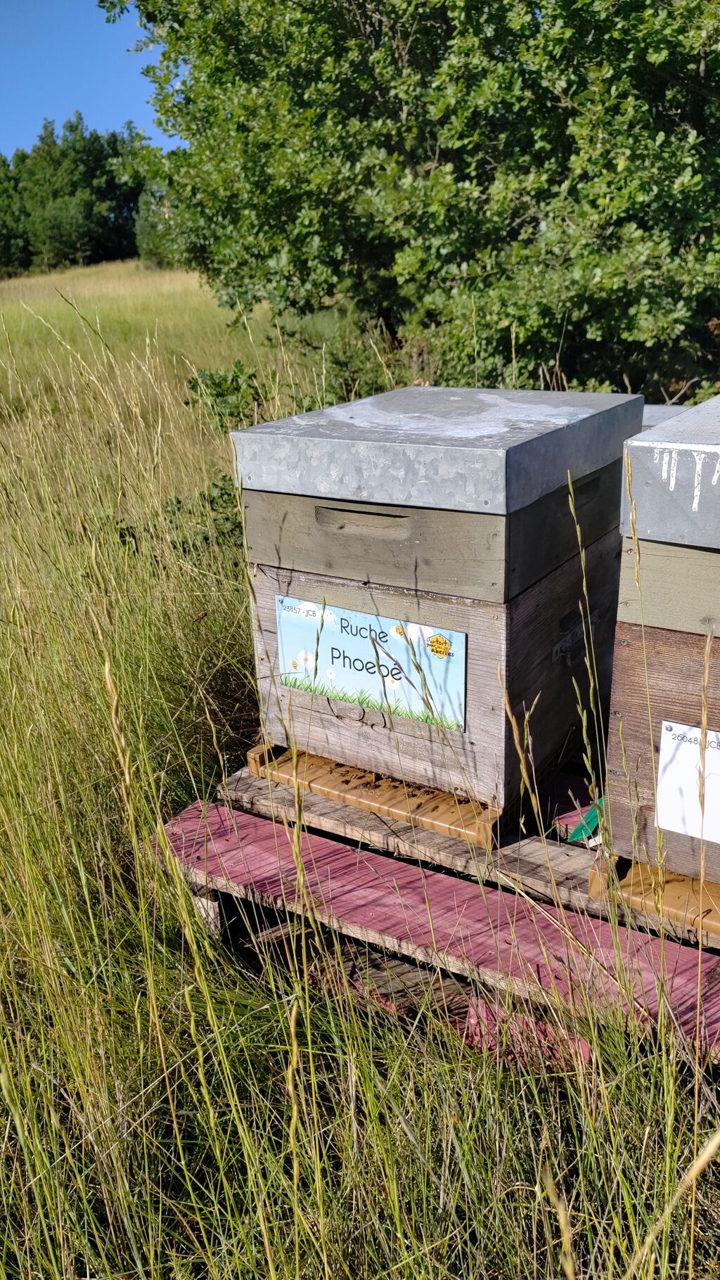 La ruche Phoebé