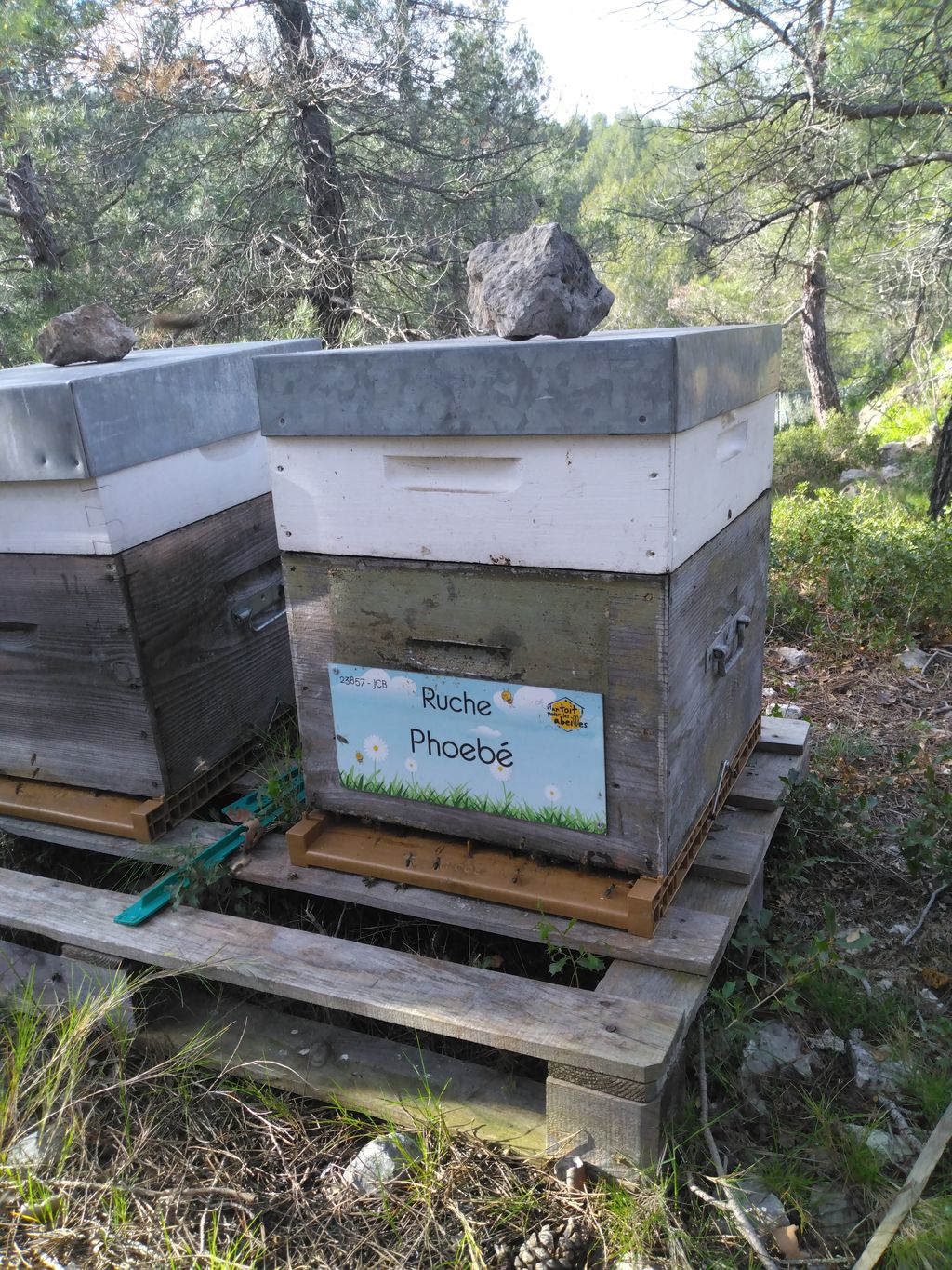 La ruche Phoebé