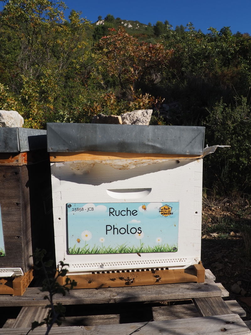 La ruche Pholos