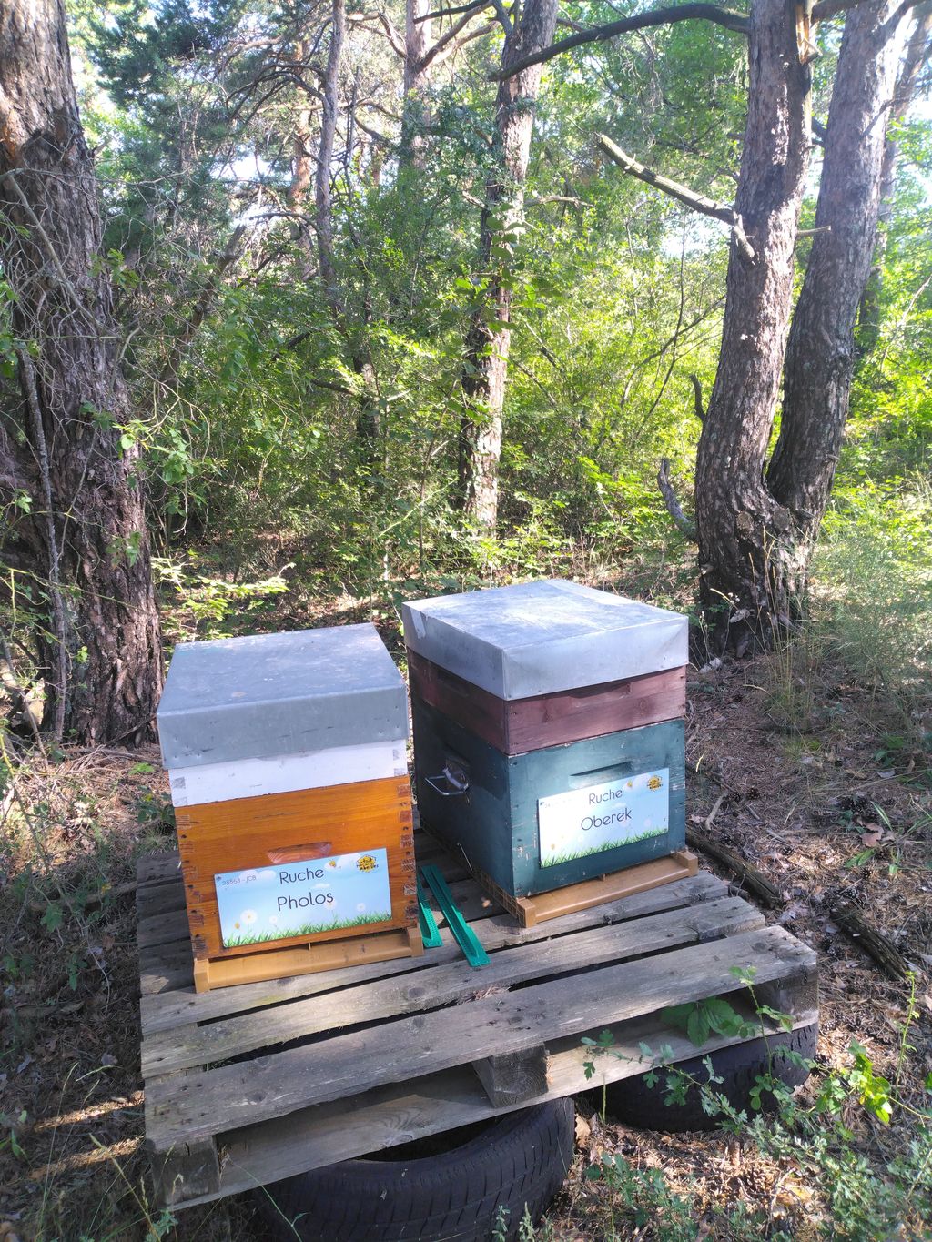 La ruche Pholos
