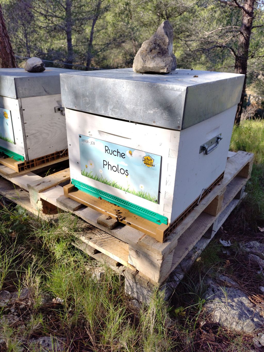 La ruche Pholos