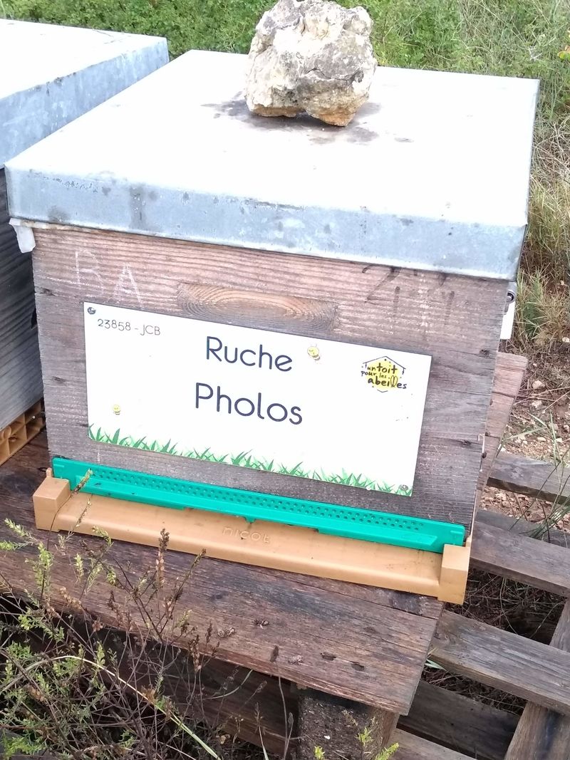 La ruche Pholos
