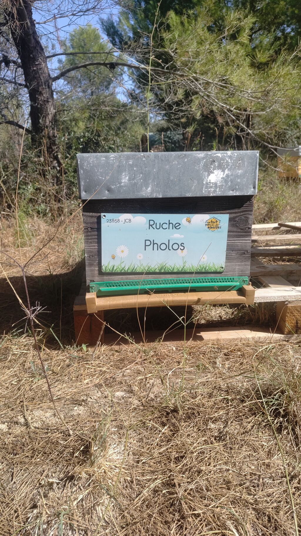La ruche Pholos