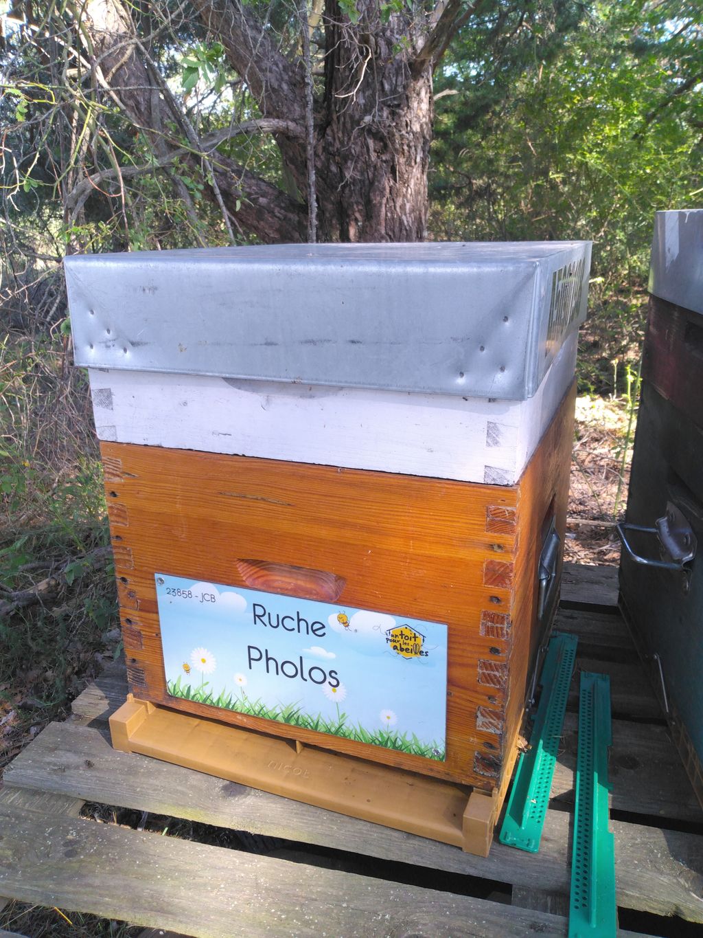 La ruche Pholos