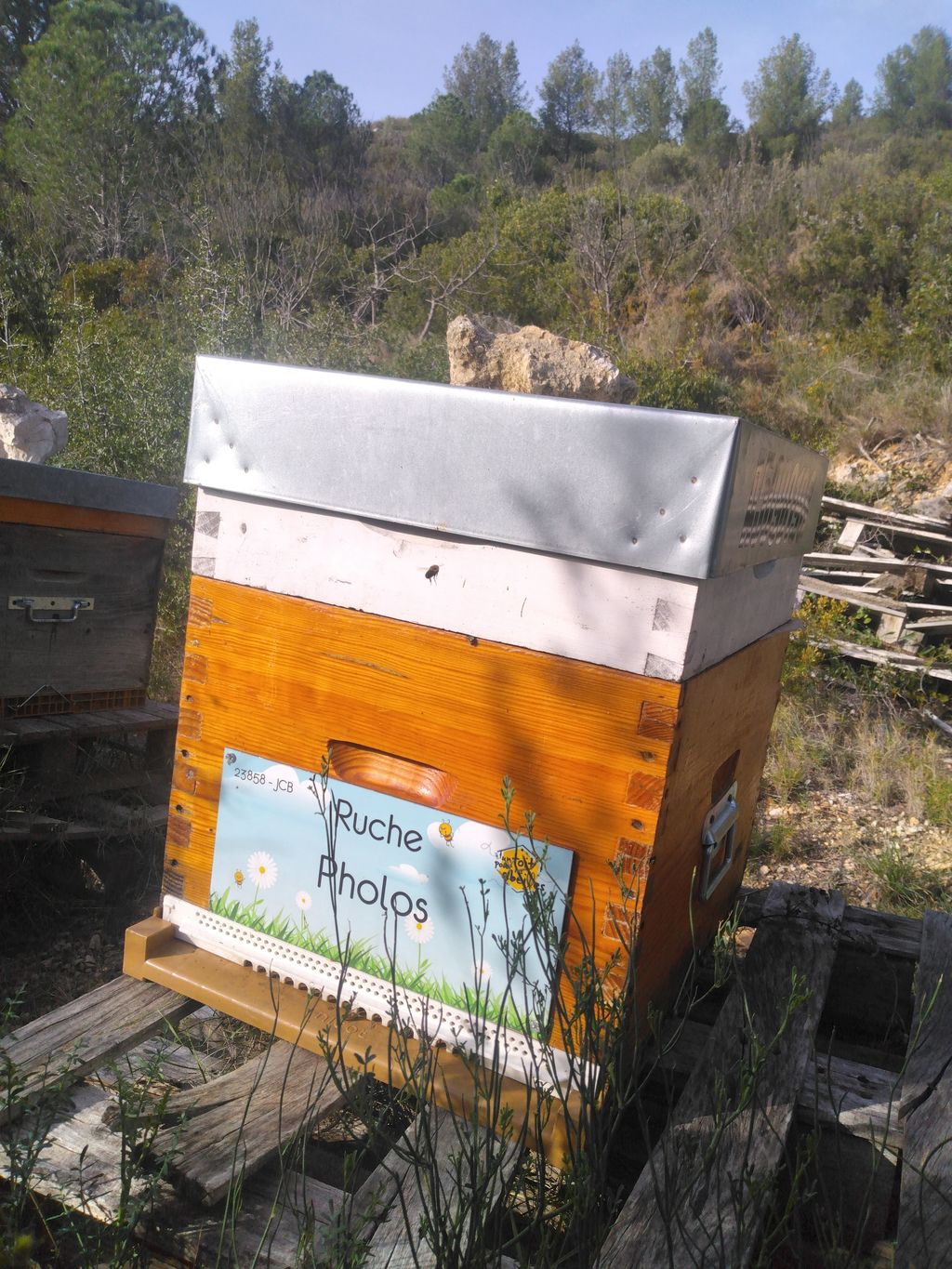 La ruche Pholos