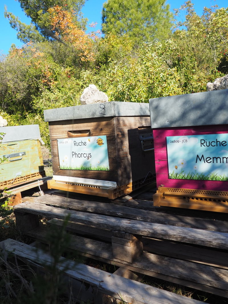 La ruche Phorcys