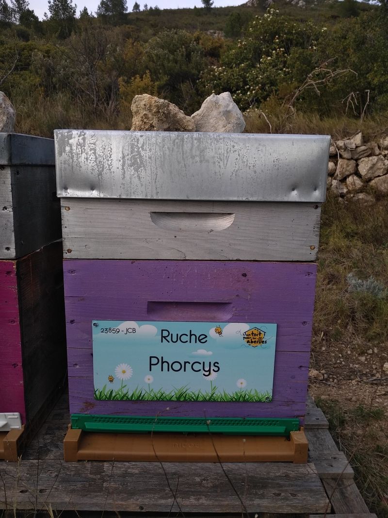 La ruche Phorcys