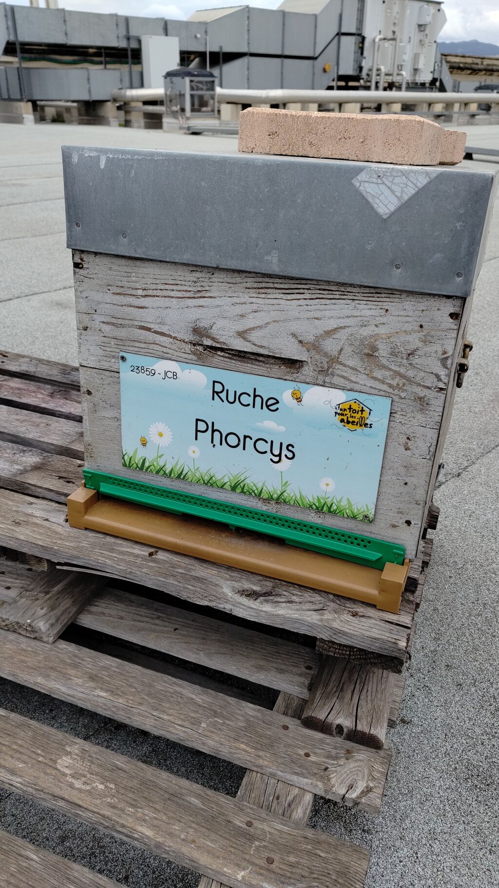 La ruche Phorcys