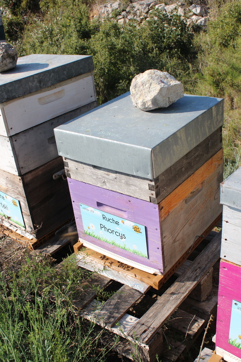 La ruche Phorcys