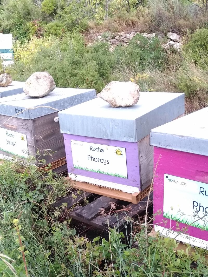 La ruche Phorcys