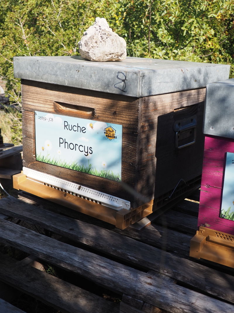 La ruche Phorcys