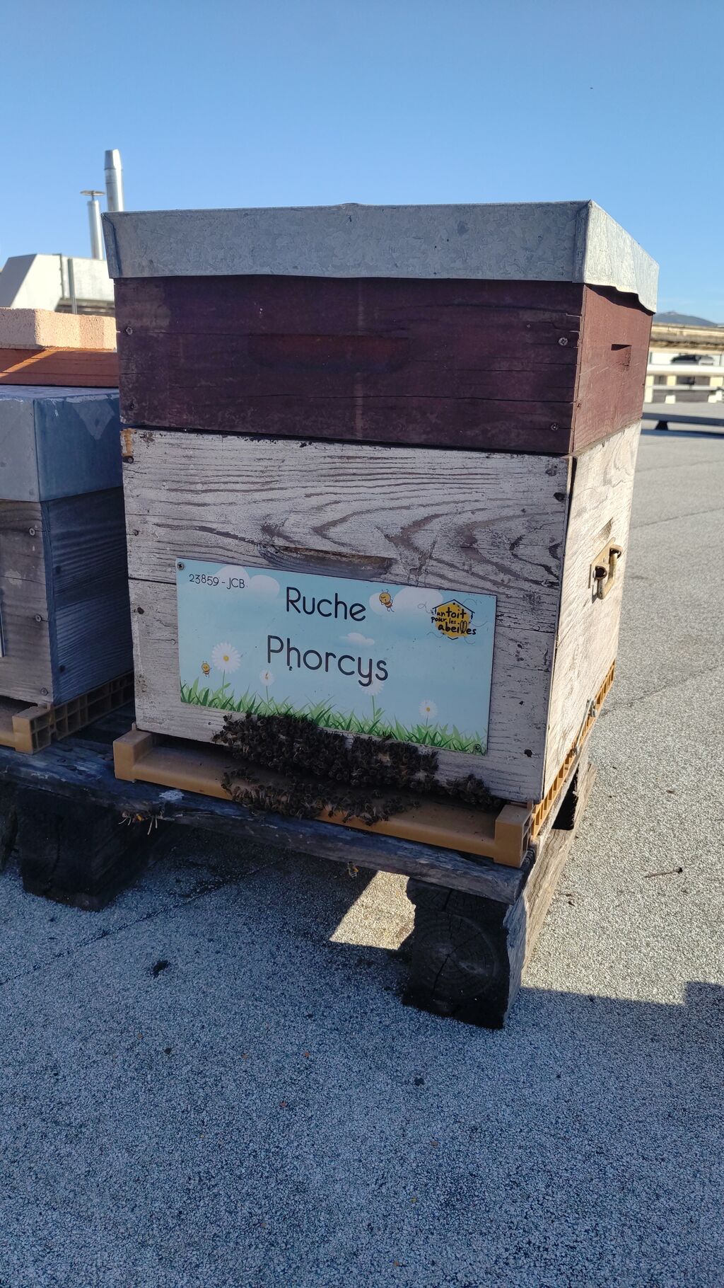 La ruche Phorcys