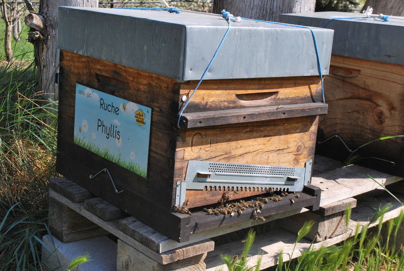 La ruche Phyllis