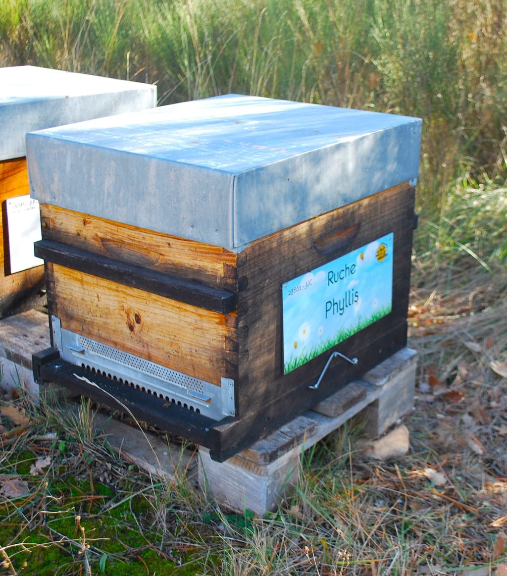 La ruche Phyllis