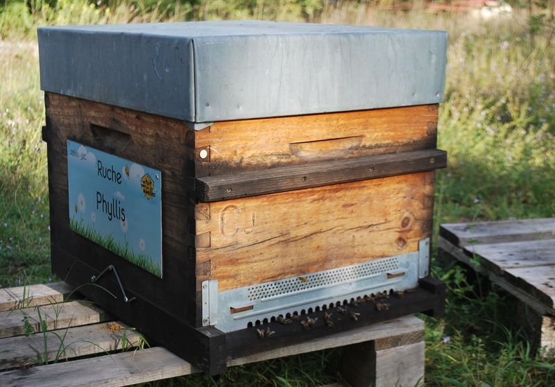 La ruche Phyllis