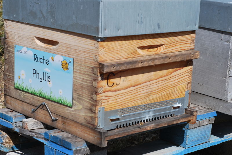 La ruche Phyllis