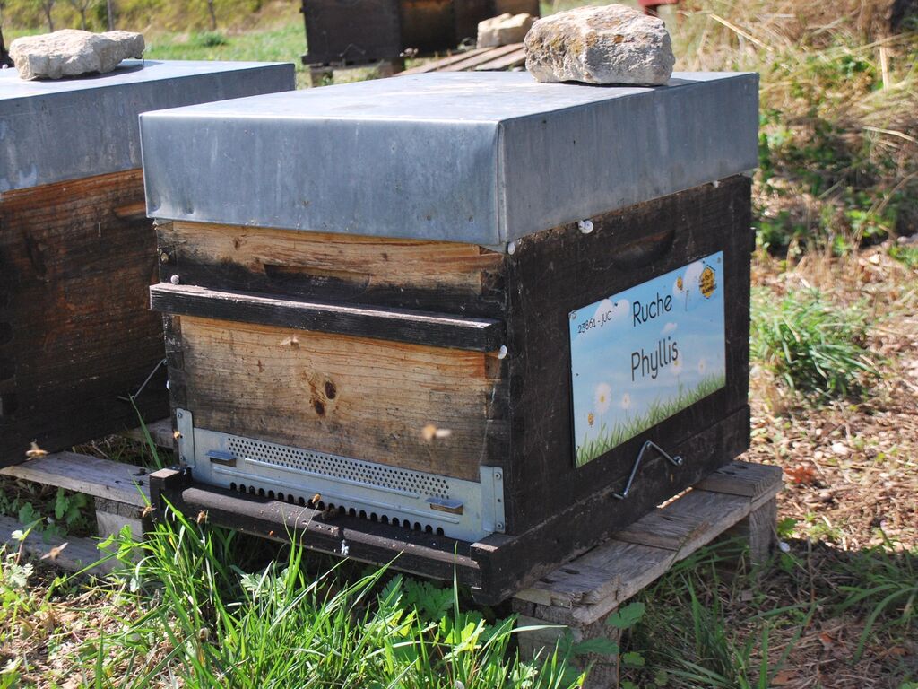La ruche Phyllis