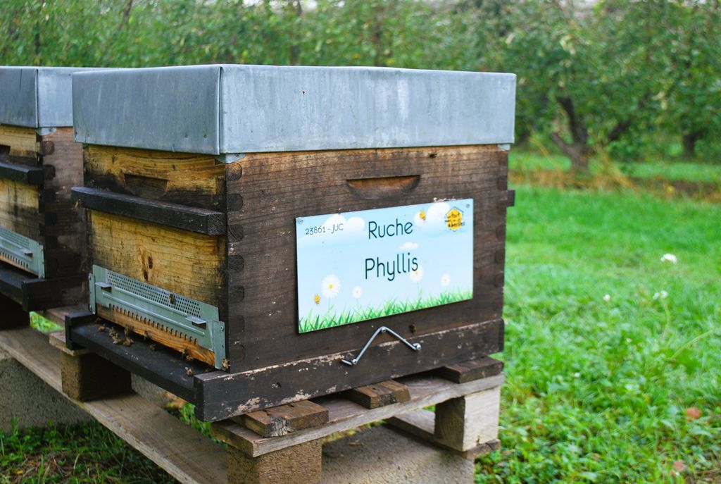 La ruche Phyllis