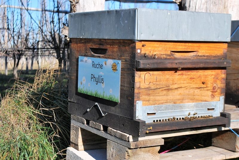 La ruche Phyllis