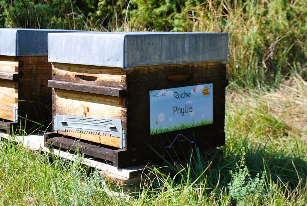 La ruche Phyllis