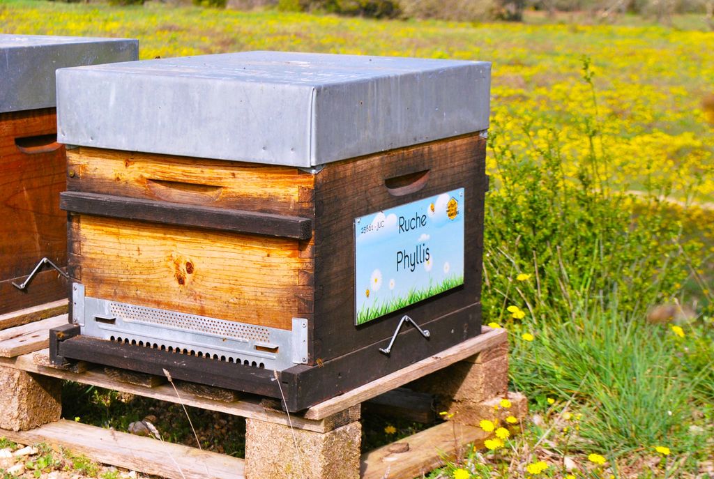 La ruche Phyllis