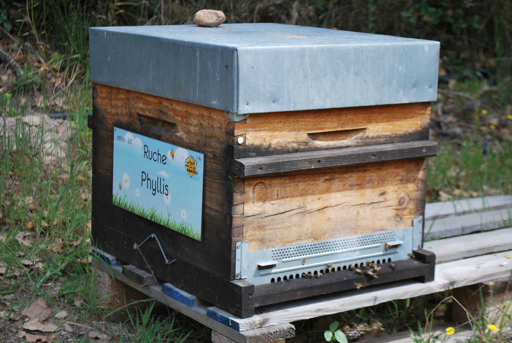 La ruche Phyllis