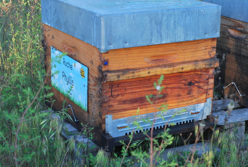 La ruche Phyllis